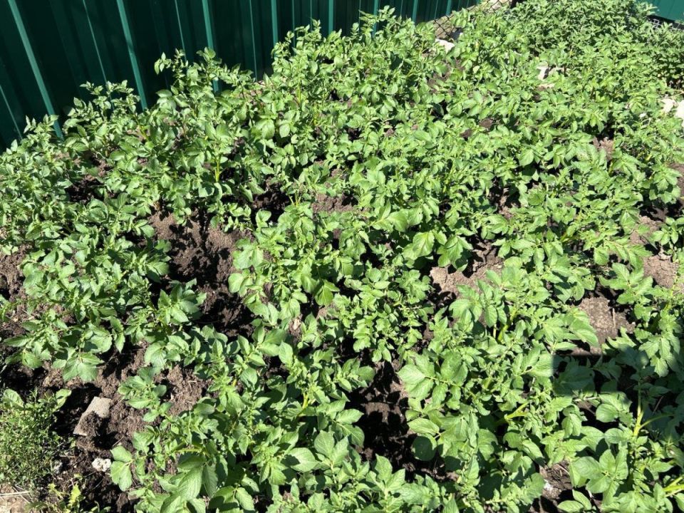 ������ ������� ������: ��� ��������� �������� �� ��� ������ ������ �������