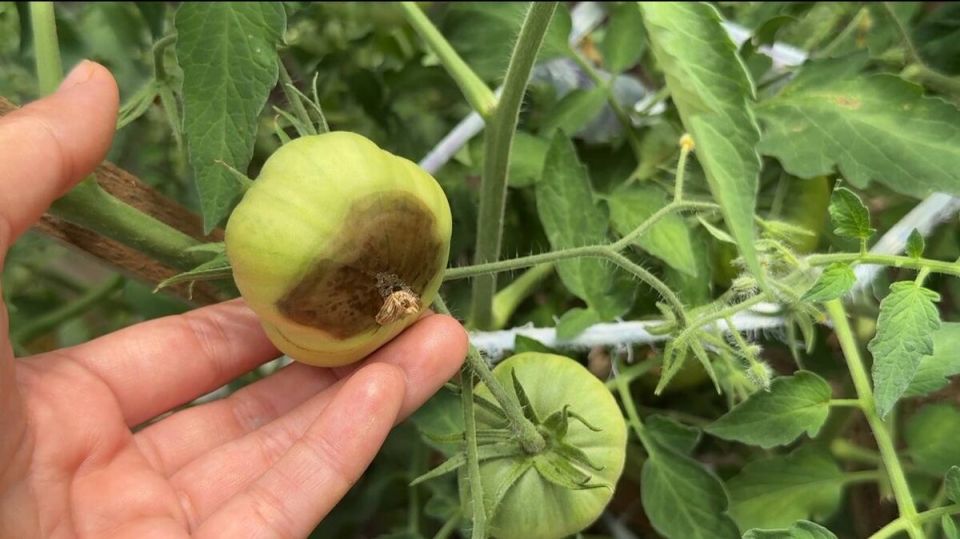 ��� ���������� �������� � ���������� �� �������: ������ � ������