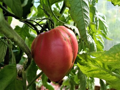 ������ ����� ���������� ������ �� 10 �������