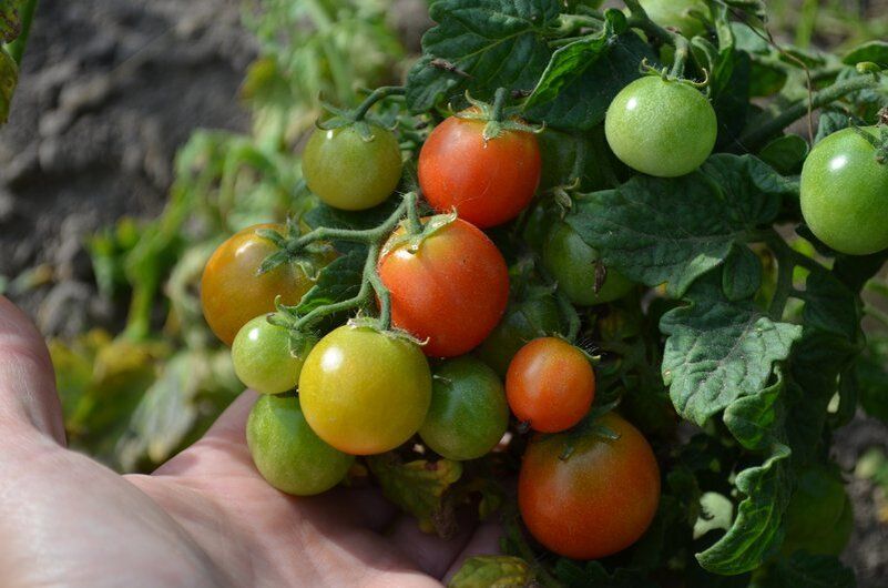 ����� ����� �������� � ���� �����: �������� ������� ���������