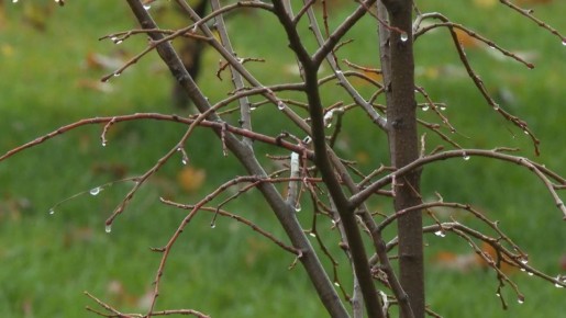 Дождь с грозой прогнозируют волгоградские синоптики на 5 апреля