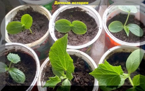 ������� ������ ������� � �������� �����: ������� ��������� �����������