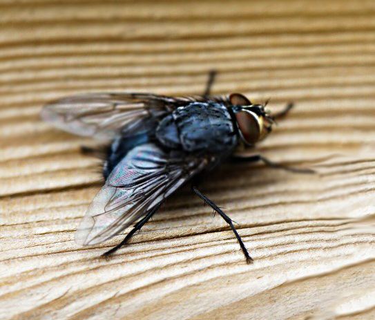 ������ ���� ���������� �������� ������������ � �������