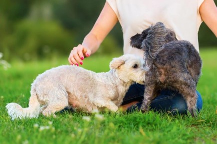 Почему собаки нюхают друг друга под хвостом: удивительная наука общения