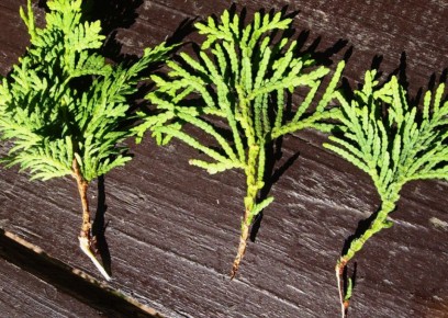 Как укоренить тую зимой: секреты успешного черенкования