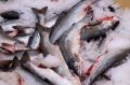 Наблюдатели приморского побережья: цены на рыбу в 2026 году под давлением транспортных затрат