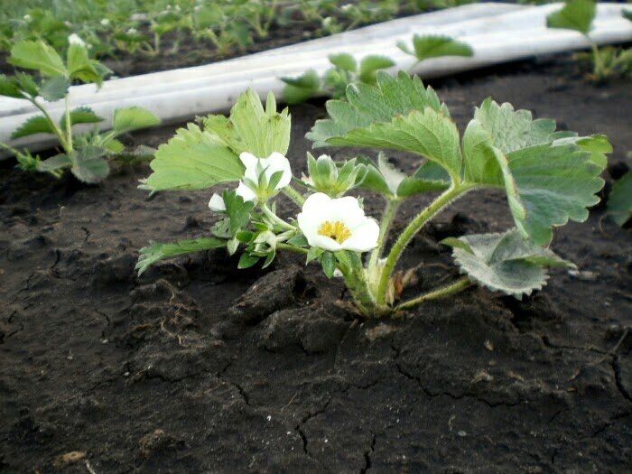 ����� ��� ����� ��������: ������ � ���������� � ������ �� �������