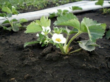 Когда бор нужен клубнике: правда о подкормках и ущербе от избытка