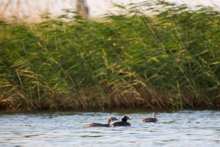 ������� ���������� ������ ���������� ���������� �� ������������ ��������� � ����������� "������"