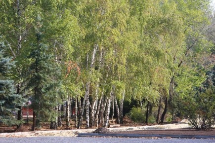 В 2025 году в Волгоградской области, площадь очагов насекомых-вредителей и болезней леса увеличилась на 0,7 % и составила 20088,8 га