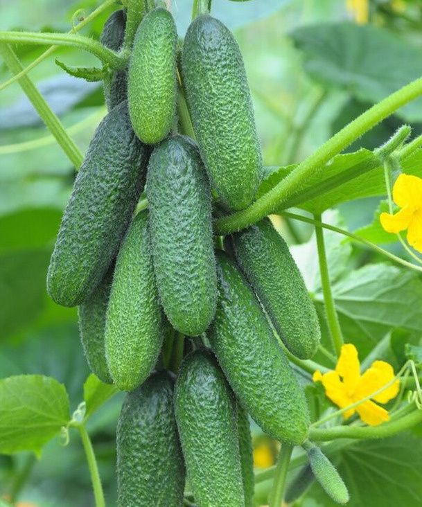 ������, �������� ������������� � ����������� �������