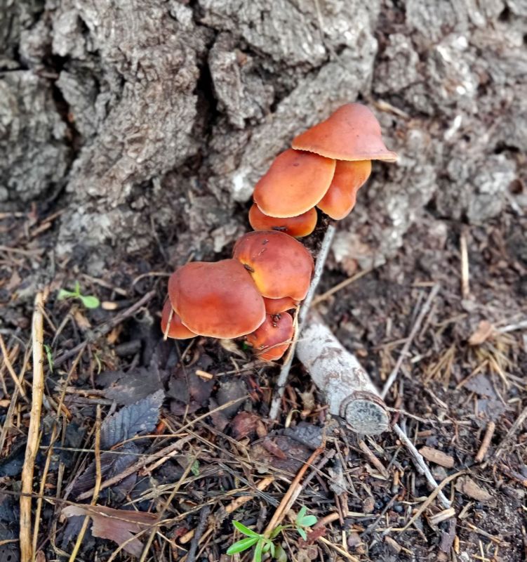 � ����� ������������� ������� ������� ����� �������� - ������ ������ �����