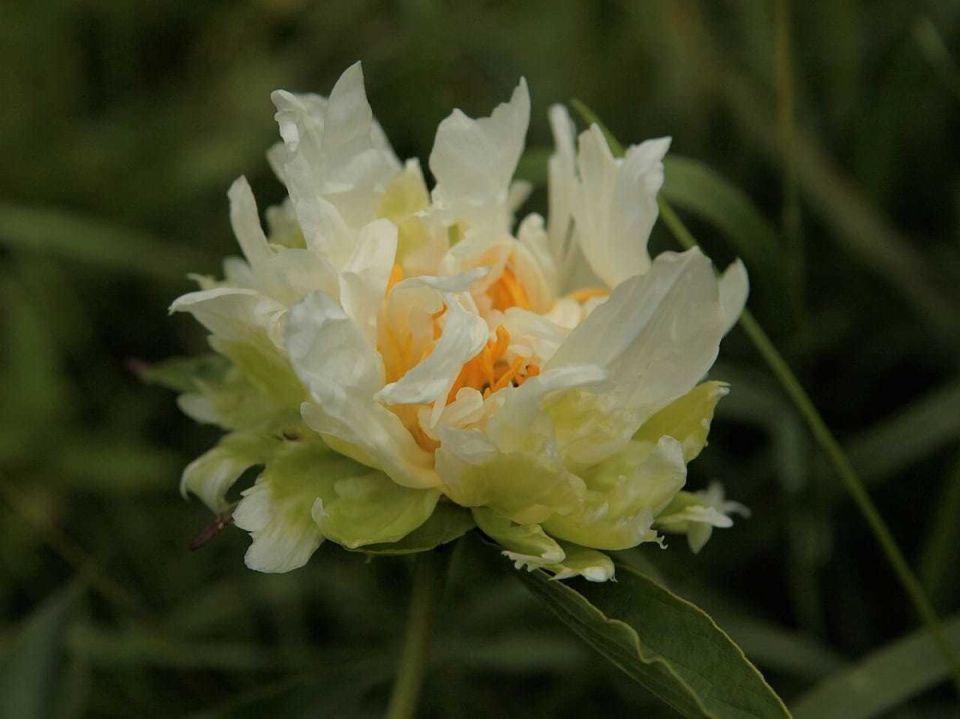 ����� ���� 'Green Halo': ������, ������� ��������