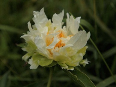 ����� ���� 'Green Halo': ������, ������� ��������