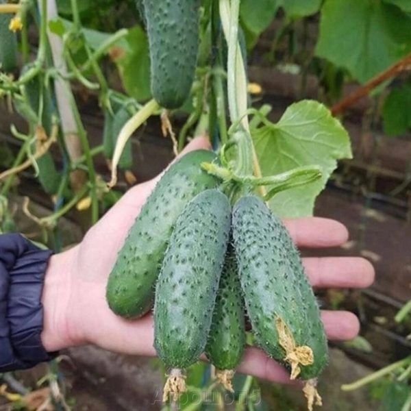 ������ ��������� �����: ������ � ������ � ����������� ����������