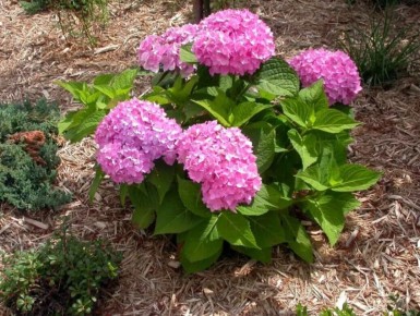 ��� ��������� ��������� �����: ������ �� ������� � �����