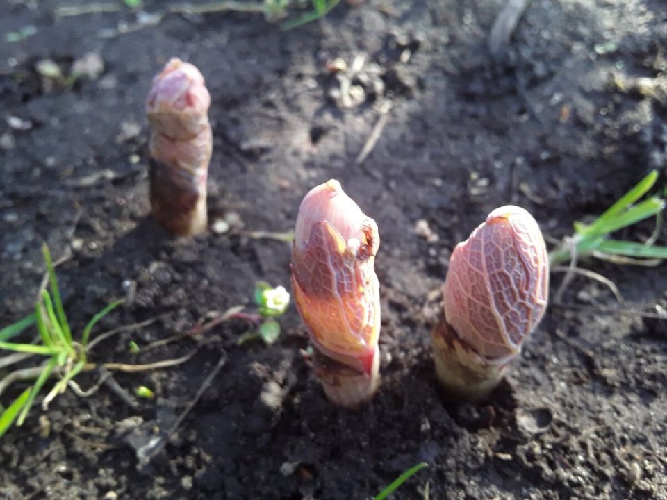 ����������� ��������: �������� ����, ������� ����� �������