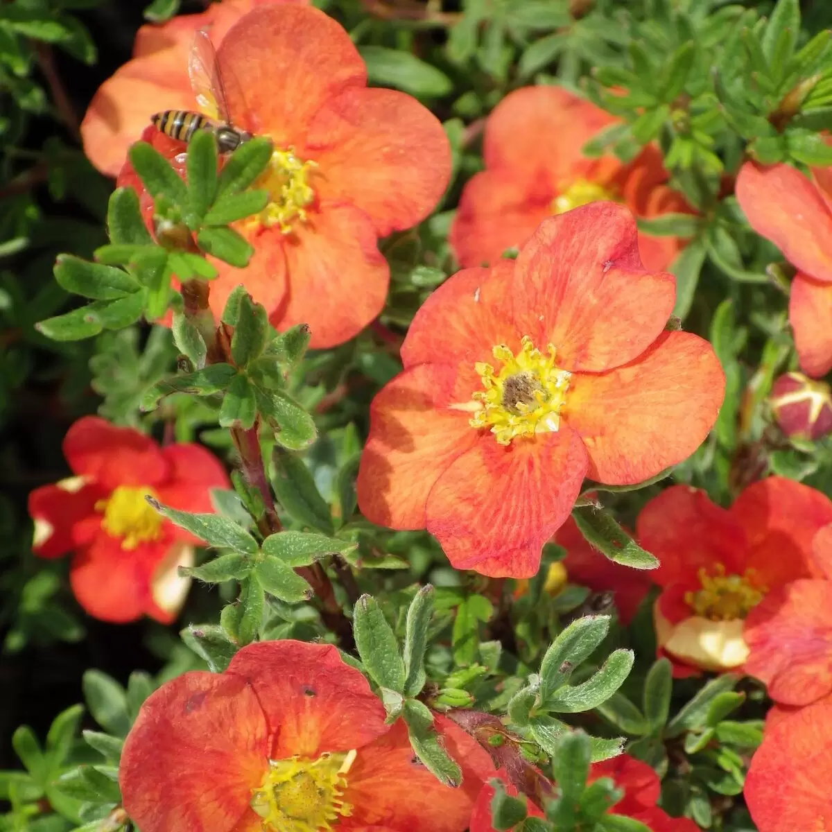 Сезонный Цвет: Кустарники, Которые Прекрасно Переносят Зимние Холодрыги