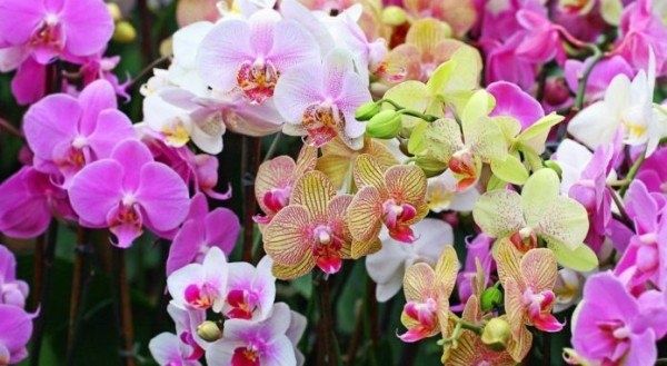 ���� �� ������������: ��� ������, ����� �������� �����������?