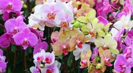 ���� �� ������������: ��� ������, ����� �������� �����������?