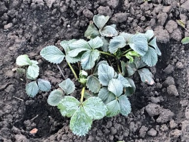 Как защитить сад от весенних заморозков: полезные советы