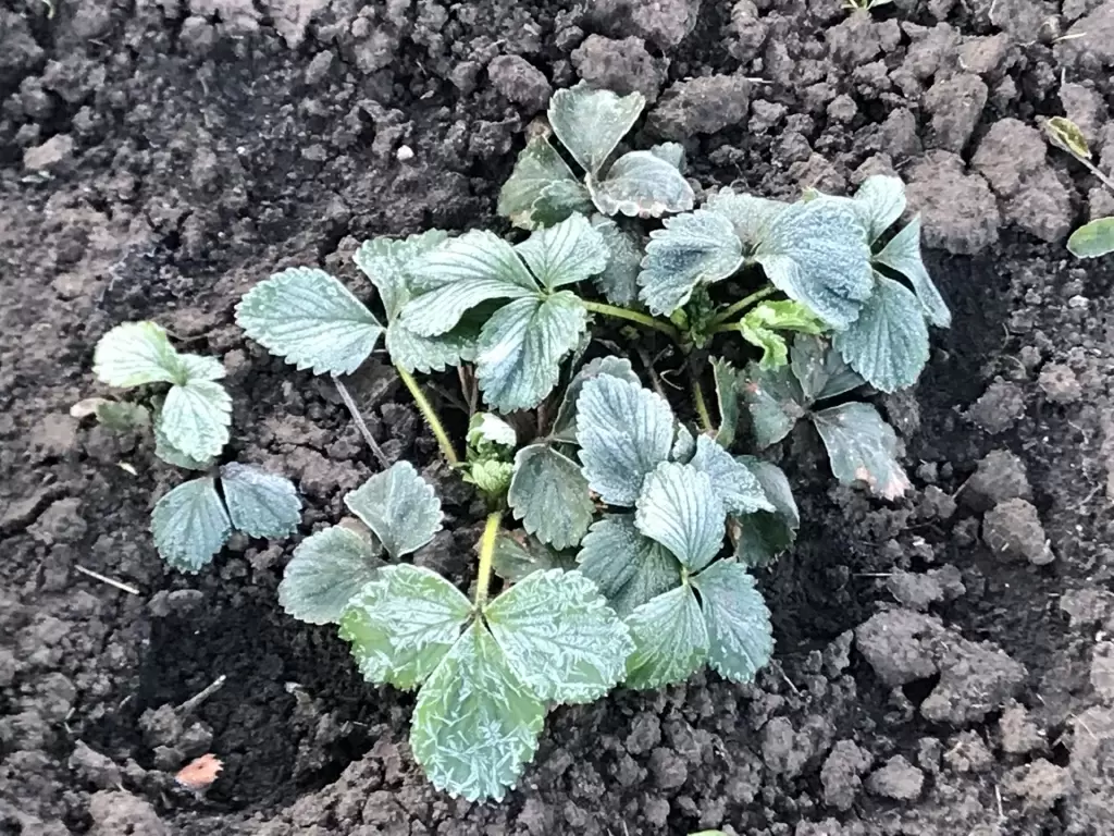 Как защитить сад от весенних заморозков: полезные советы