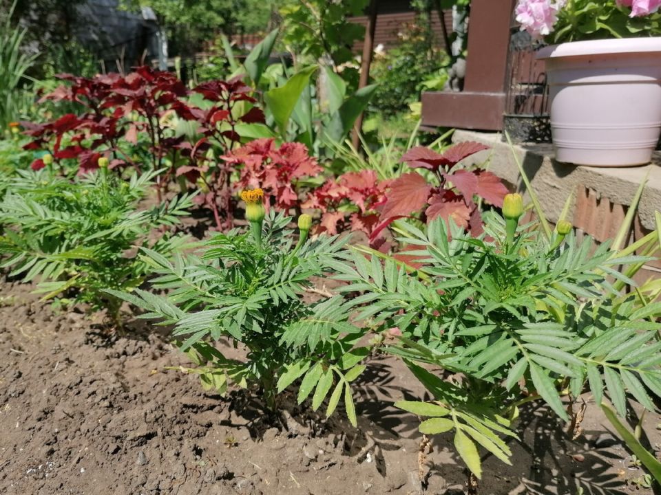 ��� ��������� ������� � ������� ���������� ����: ����� ������