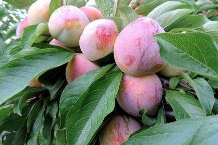 Слива Формоза: секреты выращивания и преимущества для дачников