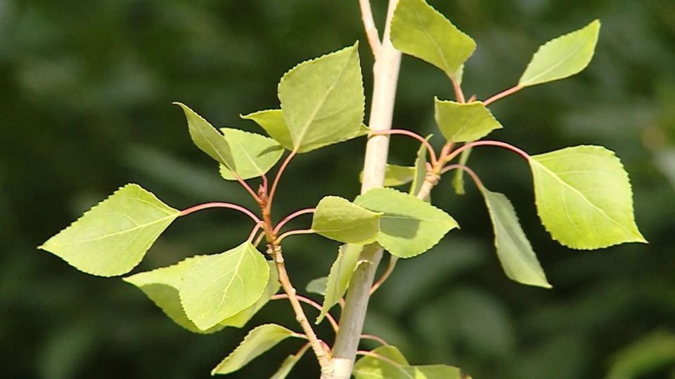 � ���������� ���������� ���������� ������������� ������� � ����������