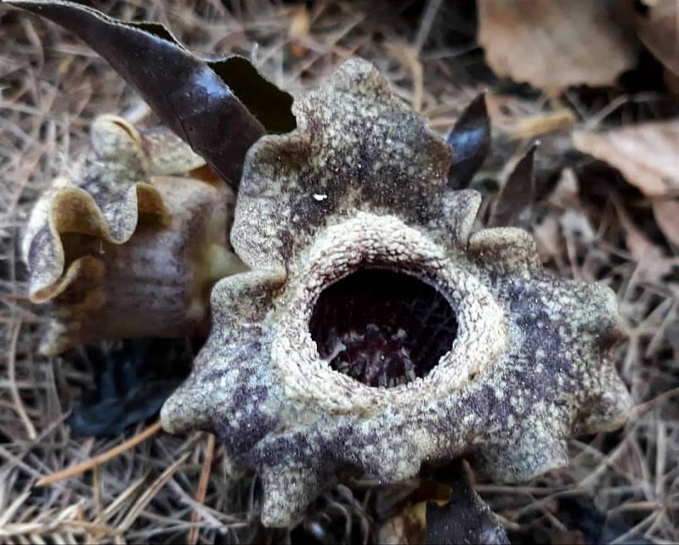 � ������������ ���� �������������� ���������-��������������� ������������ ������ �������� ���������