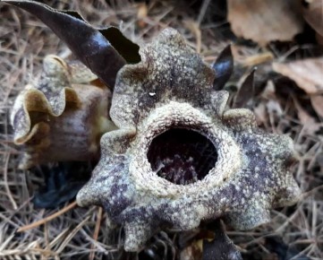 � ������������ ���� �������������� ���������-��������������� ������������ ������ �������� ���������