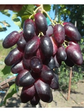 Эйфория: ранний виноград с мускатным вкусом и большими ягодами