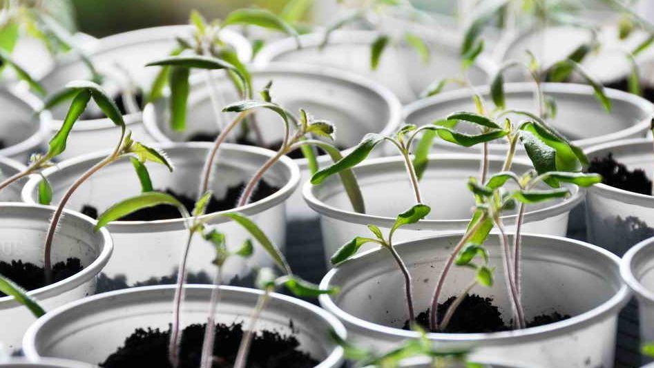 ������ ������� �� �������� �� �����: ������� �������� ��������� � �����