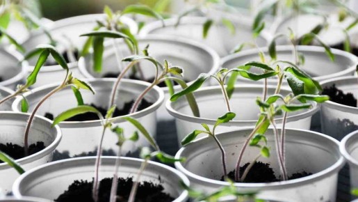 Почему рассада не держится на ногах: секреты успешной пересадки в банки