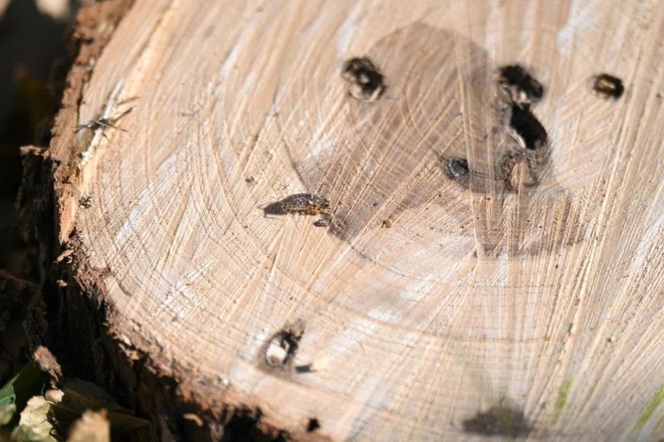 ������������ �������� �������-��������� �� ������