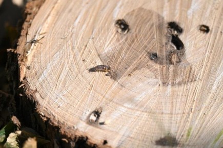 ������������ �������� �������-��������� �� ������