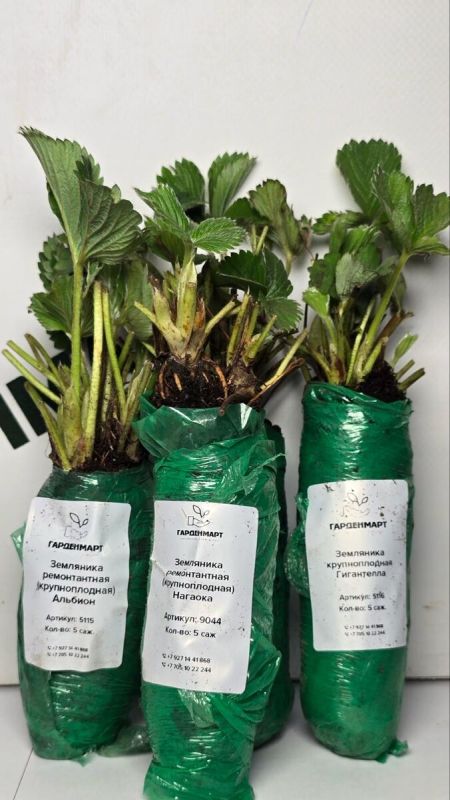 ��� ������� ���������� �������� �������� ������ ����