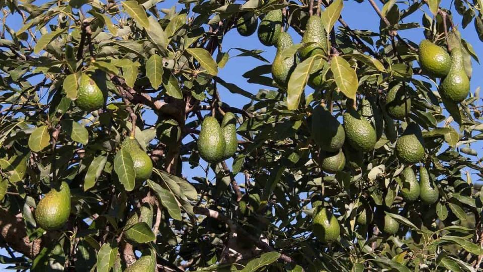 ������� �������: ����������� ������� ������������ ��������