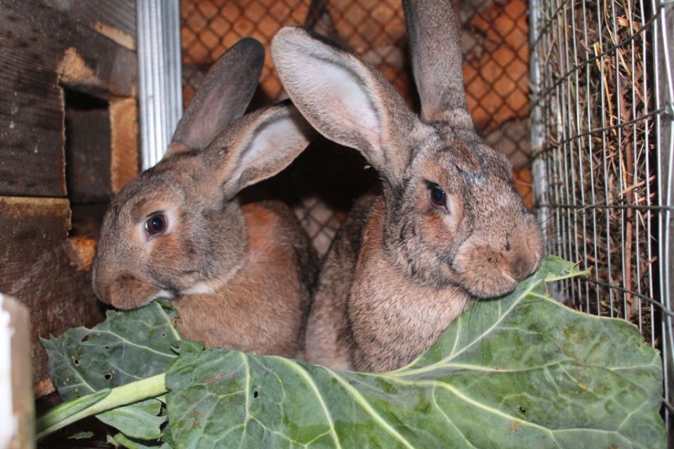 ��� ��������� �������� �� ������ �� ������ �������: �������� �� ���?