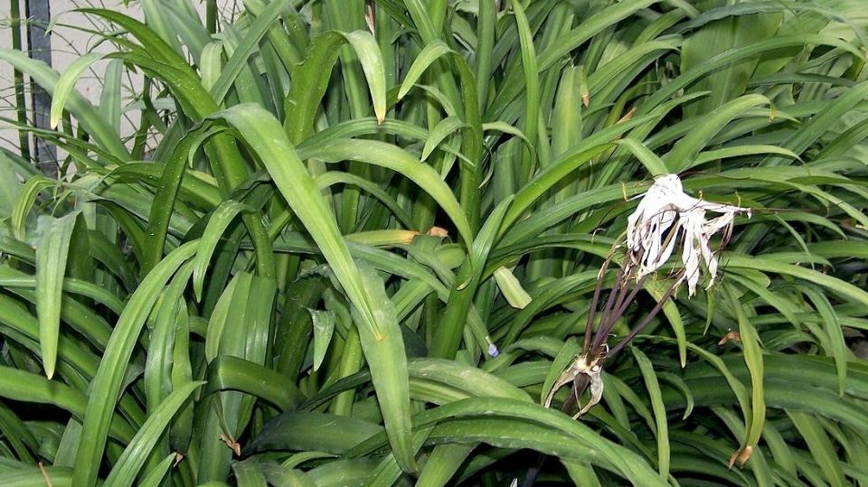 ������ ������� � ������ �������� ������ ����������� �������� � ��� ��������� ��������