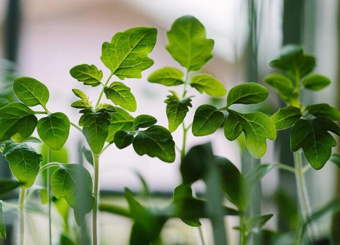 ��� ��������� �������� �������� � ����: ������ ��� �����������