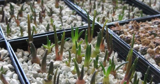 ������ ��� �������: ������� ������ ��� ��������� �������