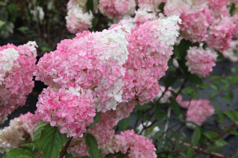 �������� � ����: ��������� ������ ��� ���������