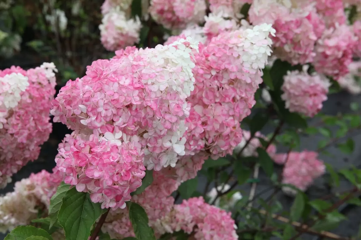 Гармония в саду: идеальные соседи для гортензии