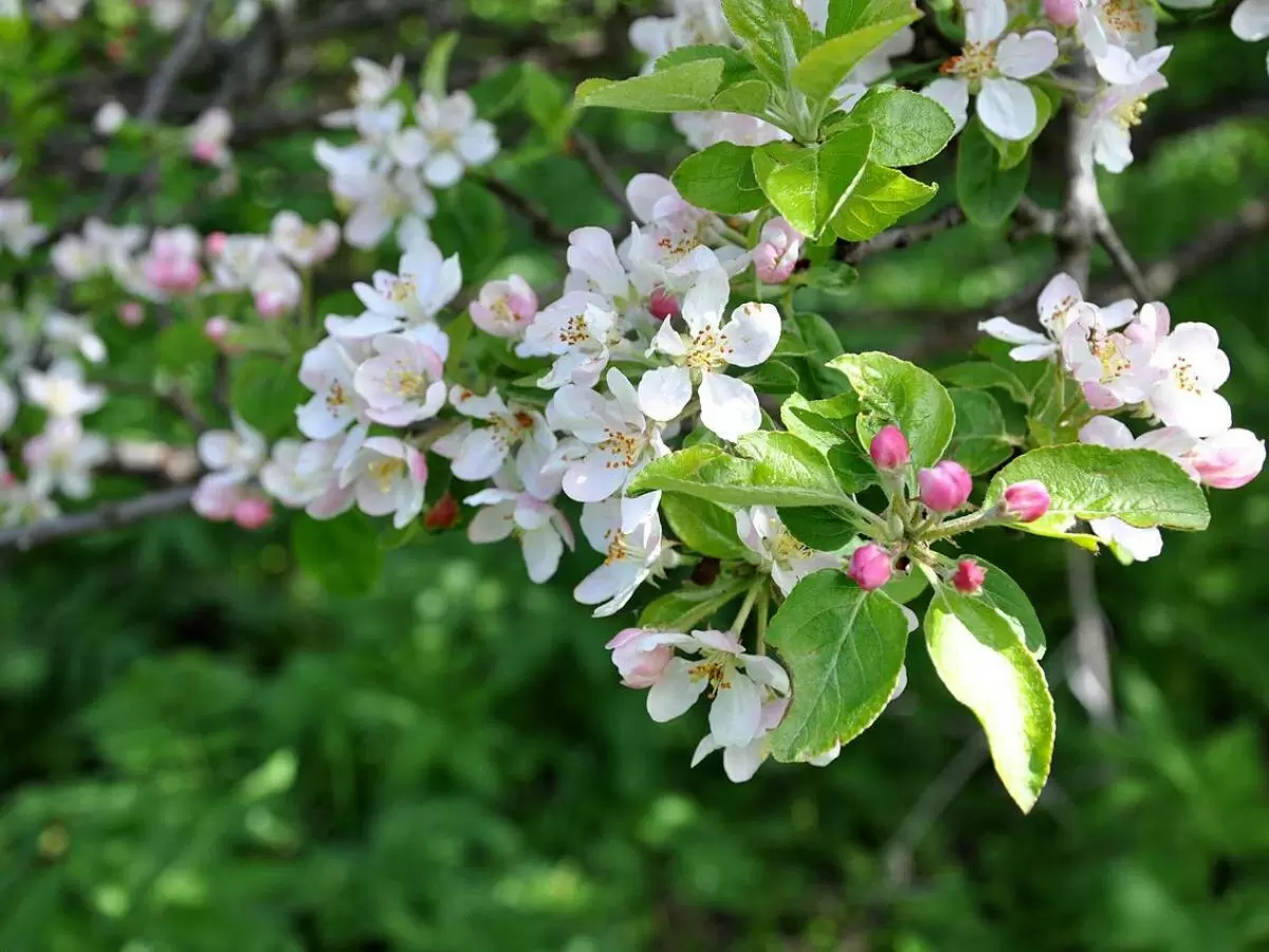 Почему ваша яблоня не цветёт: расшифровываем головоломку