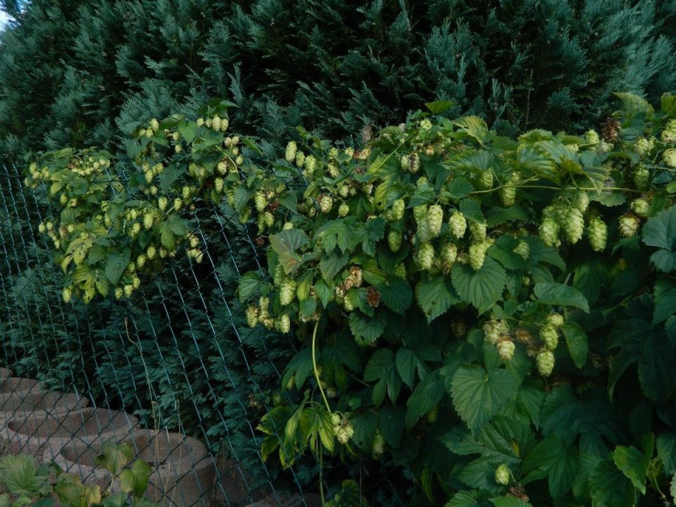 ��� �������� ���������� �� ����� �� ����� �������: ����������� ������