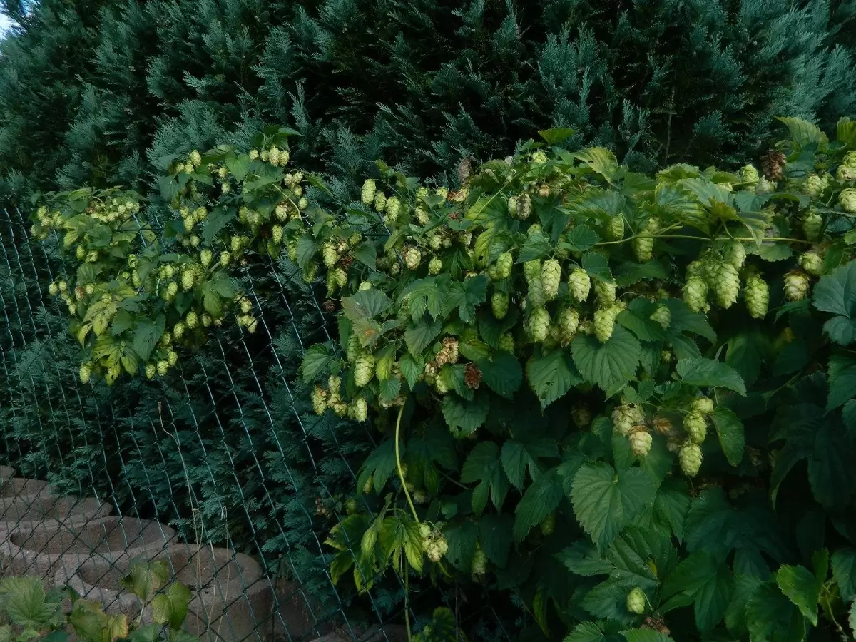 Как навсегда избавиться от хмеля на своем участке: проверенные методы