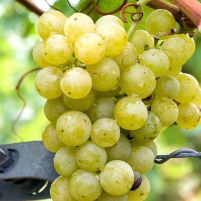 ����� ������: ������� ������� ��������� � ���������� ������