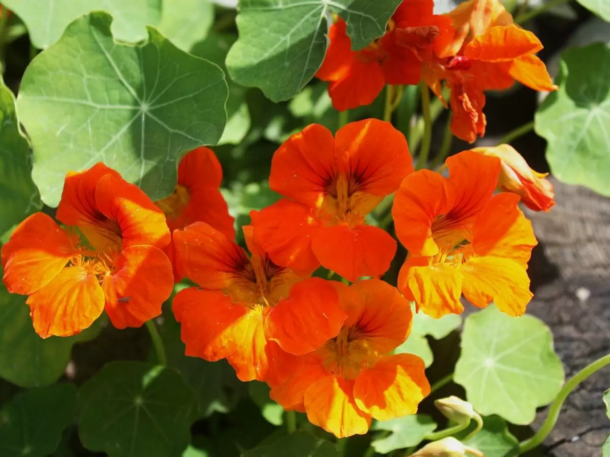 Натуральная защита от тли: эффективные рецепты без химии