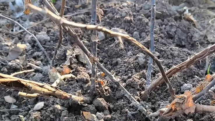 Как укрытие роз может спасти вашу коллекцию: опыт и советы